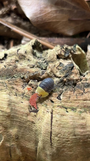 Cubaris sp. Rubber Ducky mit Futter | World-of-Isopods