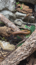 Laden und Abspielen von Videos im Galerie-Viewer, Sechelleptus sp. 6 in Terrarium Spirostreptidae | World-of-Isopods
