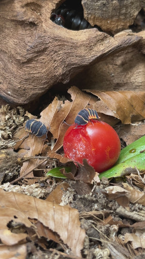 Merulanella sp. "Ember Bee" mit Tomate und Tausendfüsser | World-of-Isopods