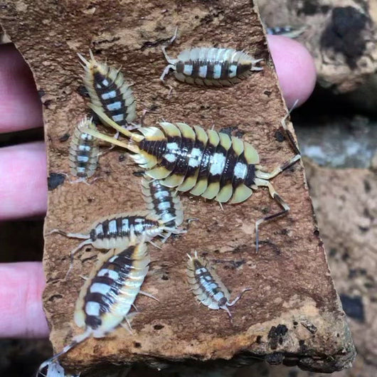 Porcellio expansus "Orange" Familie auf Rinde