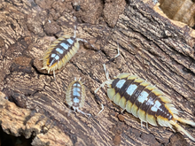 Lade das Bild in den Galerie-Viewer, Porcellio expansus &quot;Orange&quot; - Familie
