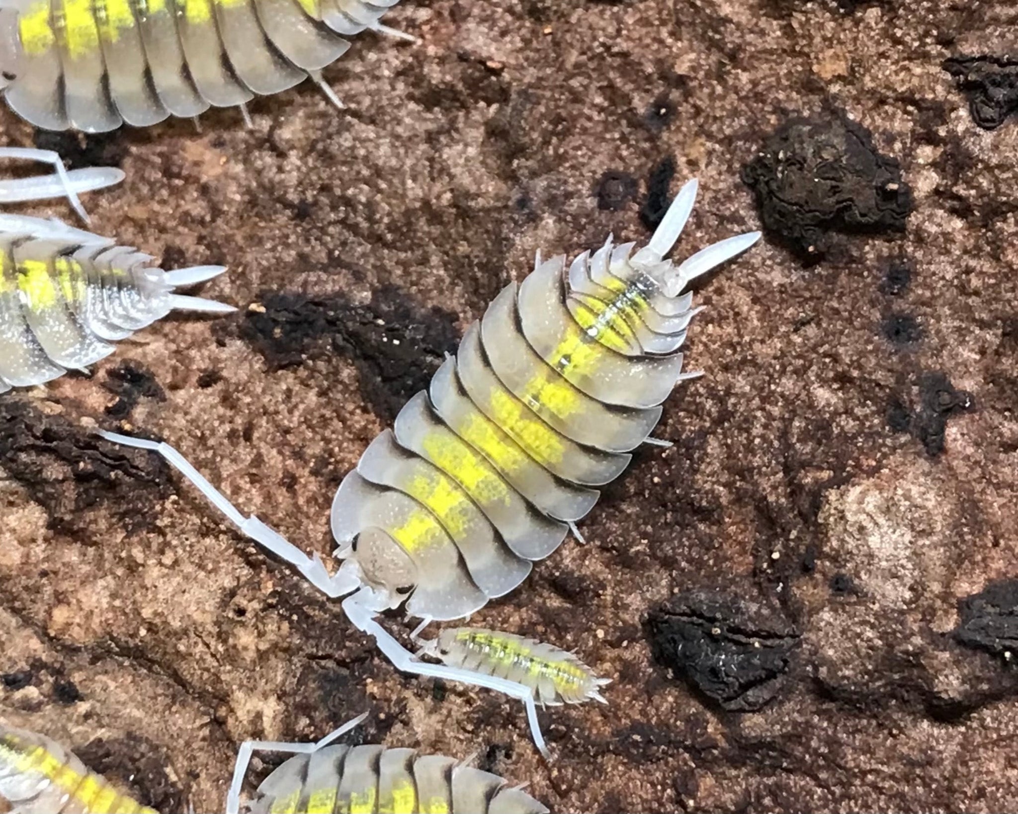 Porcellio bolivari