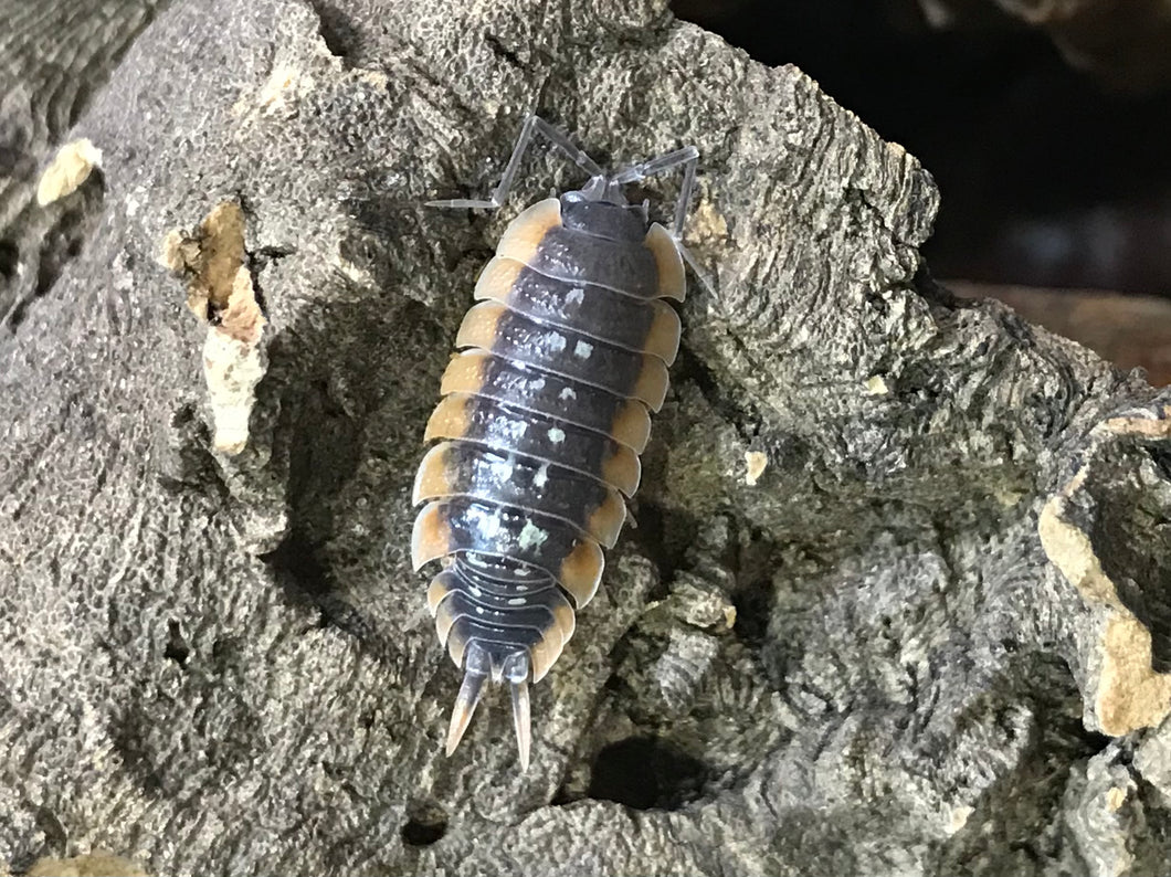 Porcellio duboscqui troglophila adulte Assel