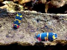 Lade das Bild in den Galerie-Viewer, Merulanella sp. Tricolor - Vientam Assel - tropisch - World of Isopods
